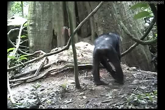 Goualougo chimpanzees