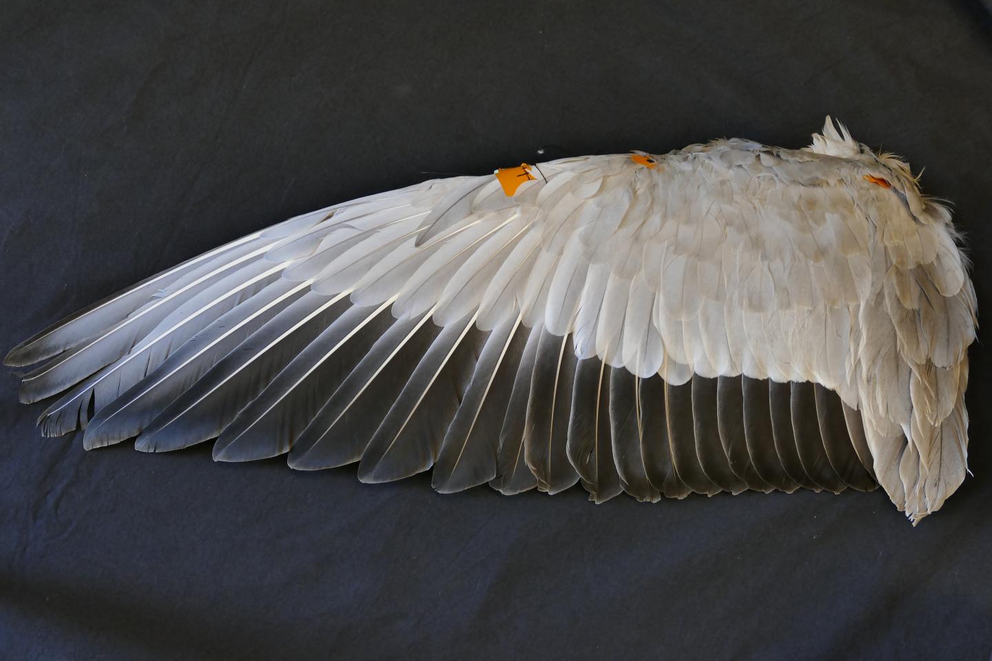 Whether Birds Flap, Glide, or Soar Determines Wing Range of Motion (But Not Wing Shape) (2 of 9)