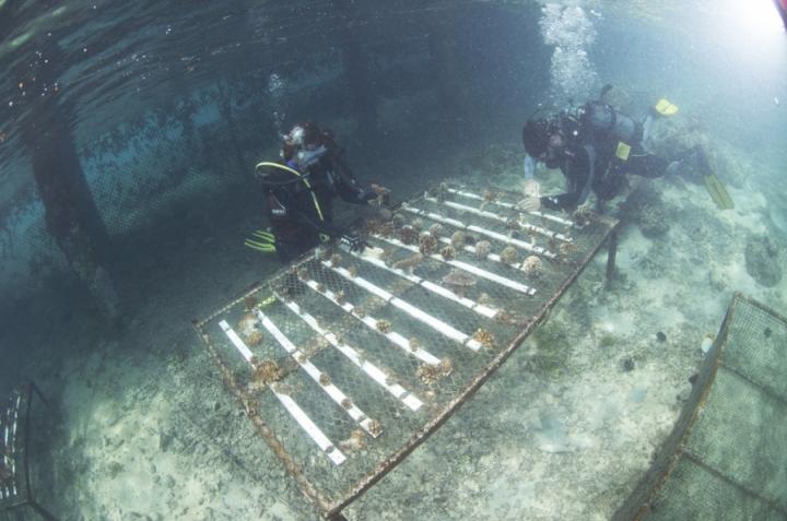 Coral Nursery Ground