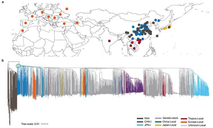 Geographic distribution and phylogenetic tree of silkworm