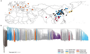Geographic distribution and phylogenetic tree of silkworm
