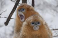 Monkeys in Winter