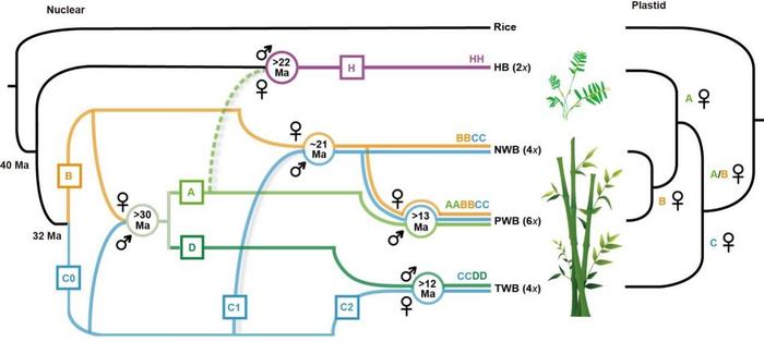 Model for the origins and evolutionary history of diploid bamboo ancestors and the polyploidization events in three woody clades