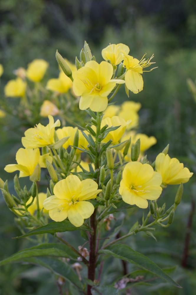 Evening Primrose