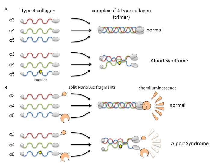 Formation of Collagen IV Trimer and Its Monitoring System