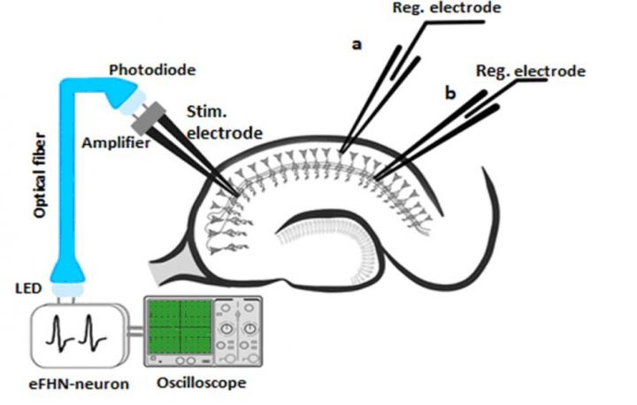 Schematic Illustration