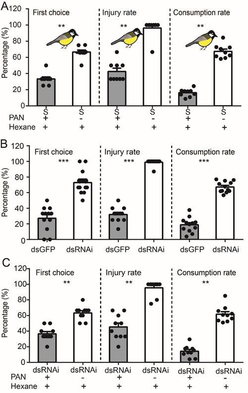 PAN Emission by the Migratory Locust Influences Predation by the Great Tit