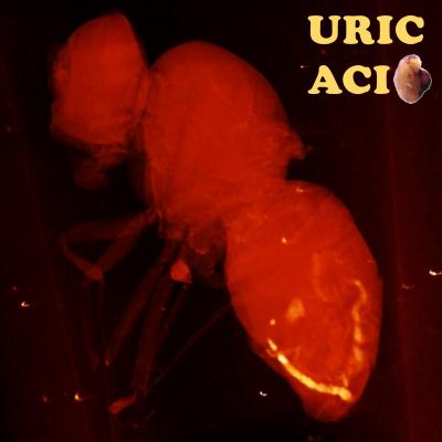 Diet-Dependent Uric Acid Pathologies in Drosophila