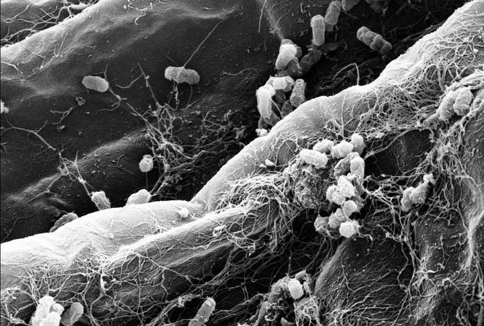 Colonization of roots by bacterial members of the root microbiota