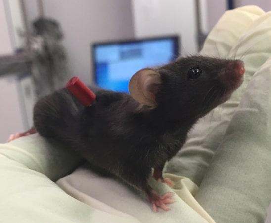 A Mouse Implanted with An Intravenous Catheter in Its Neck