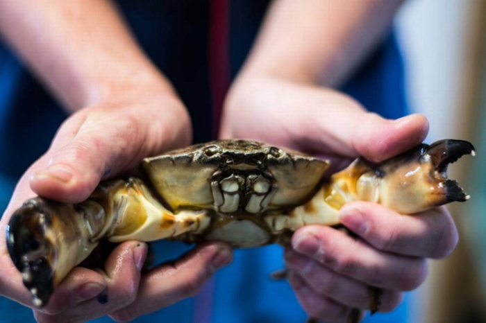 Florida stone crab