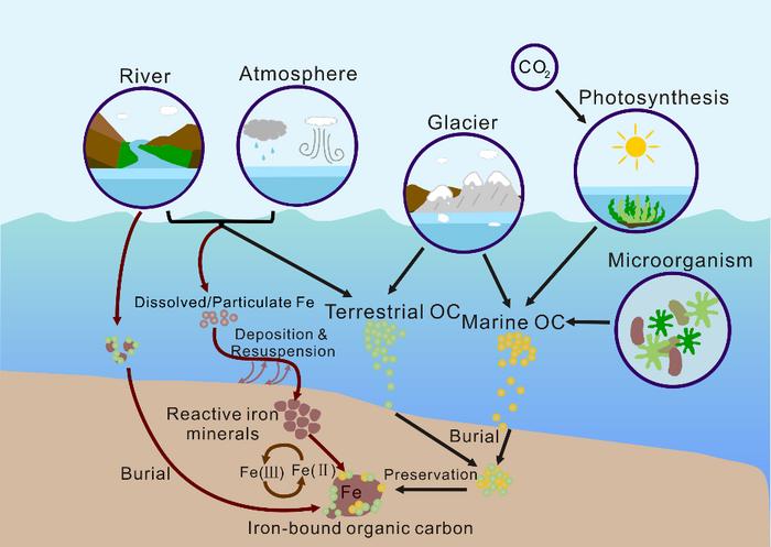 Влияние и механизм железа на захоронение и сохранение ОС в морской среде