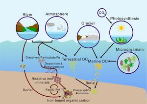 The effect and mechanism of iron on the burial and preservation of OC in marine environments