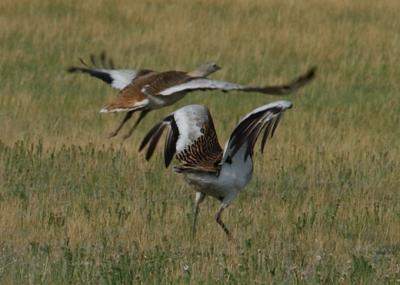 Asian Great Bustard