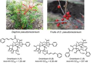 Structures of the daphnane diterpenoids