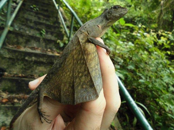 flying lizard animal