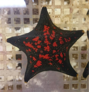 A starfish