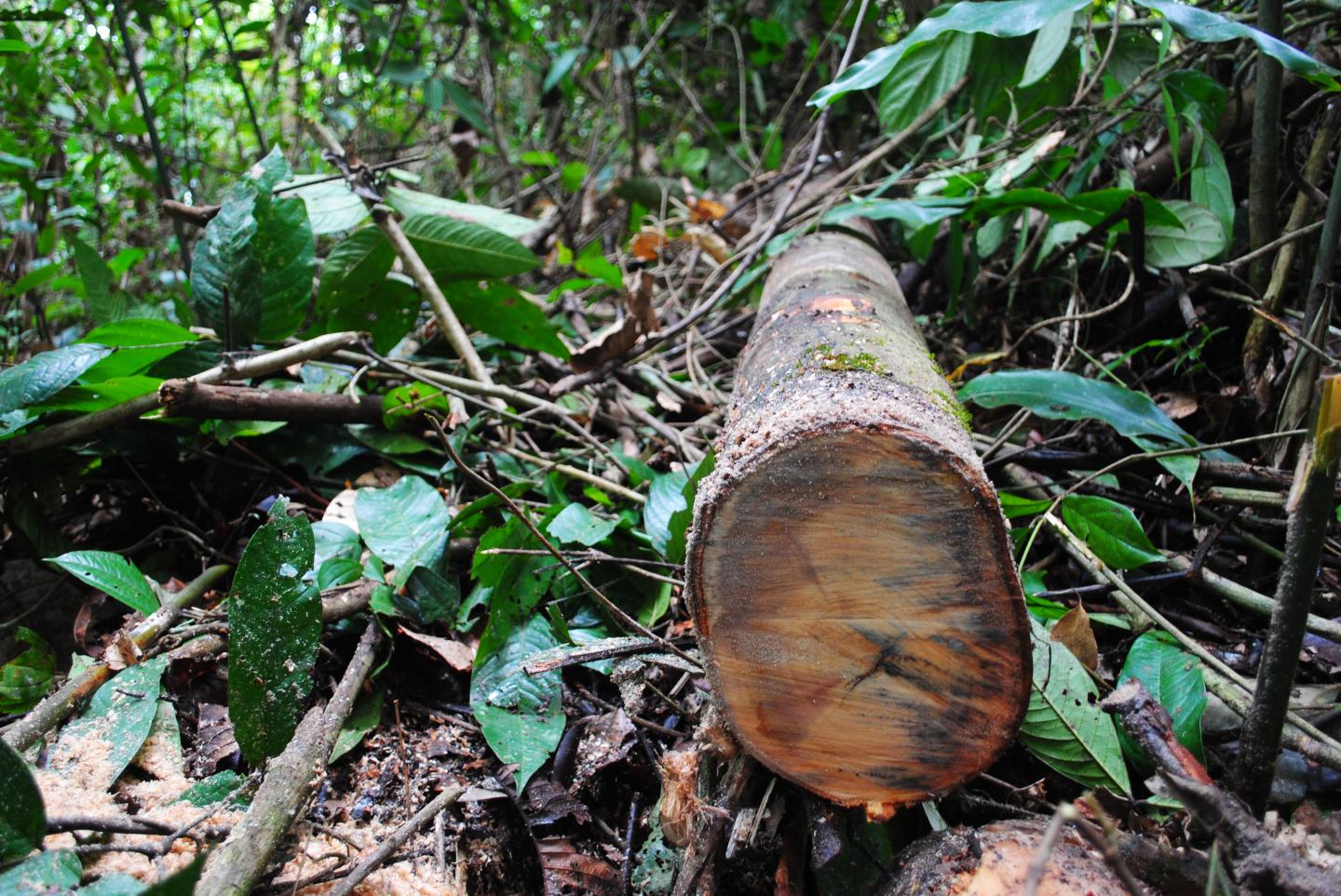 Dead Wood in Borneo