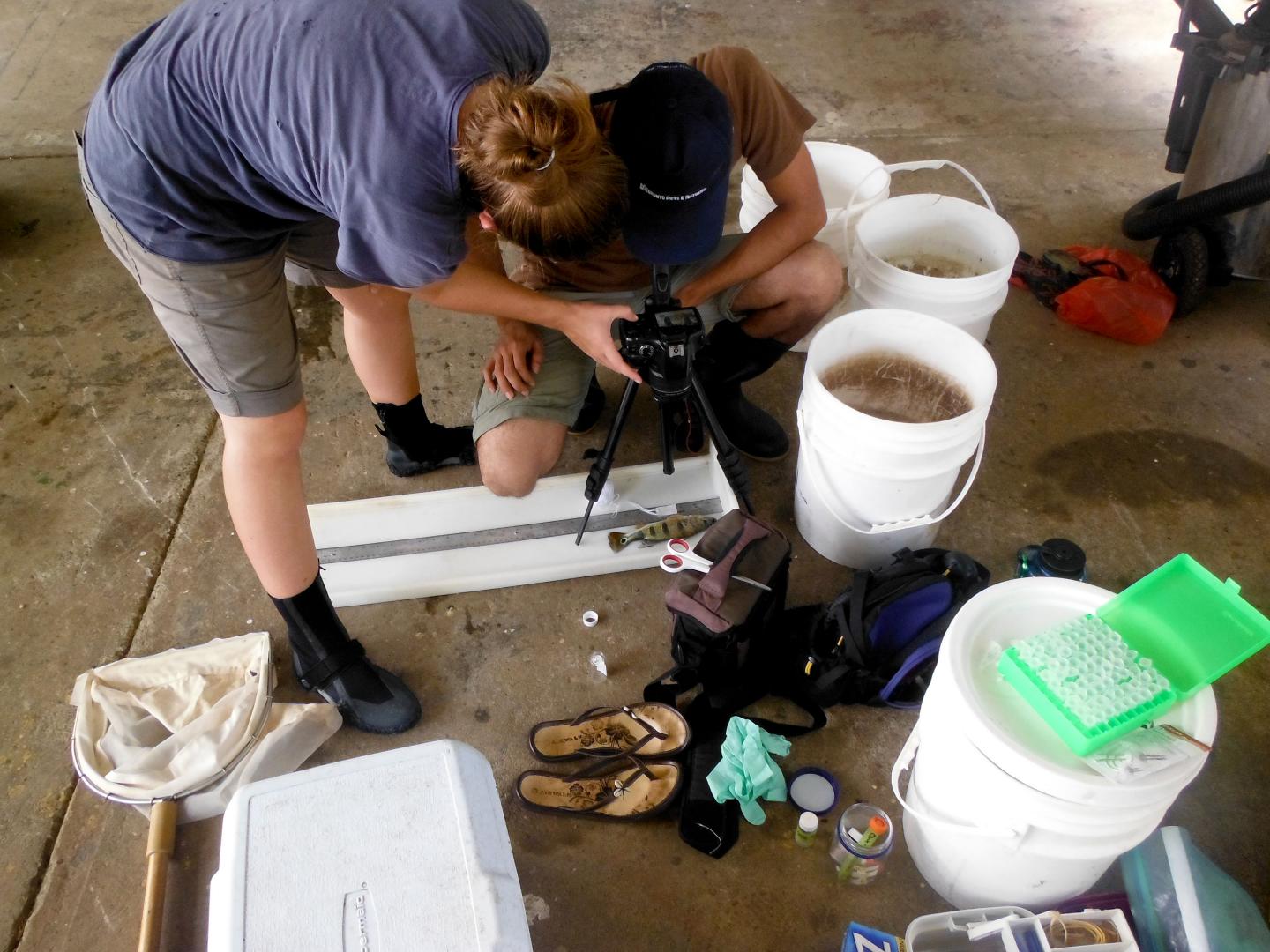 Photographing Fish