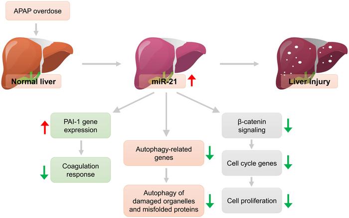 Role of miRNA21 in APAP-induced liver injury