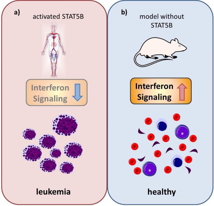 STAT5B as a Potential Target for Anti-Cancer Medication