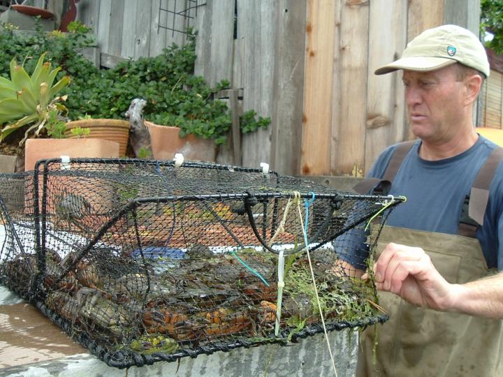 Green crab trapping