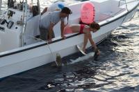 Preparing An Oceanic Whitetip Shark for Release after Being Fitted with a Pop-Up Satellite Archival 