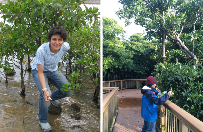 Mangrove trees at the oceanside and riverside