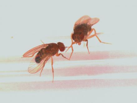 Fruit Fly Courtship