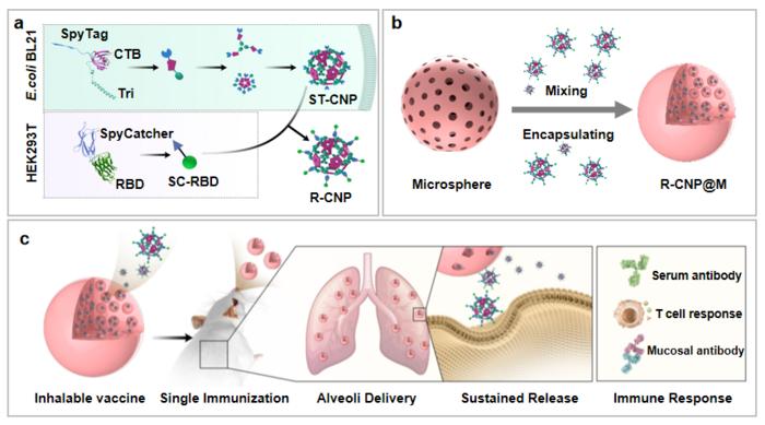 Construction and mechanism of single-dose, dry-powder inhalation vaccine