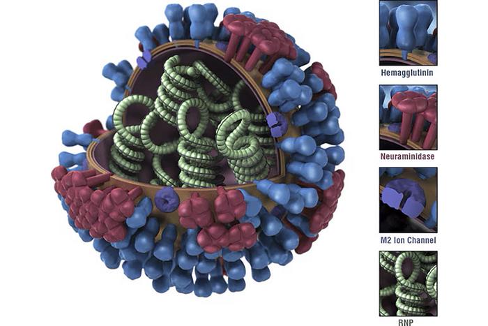 CDC Schematic of influenza virus