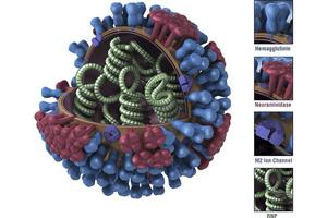 CDC Schematic of influenza virus