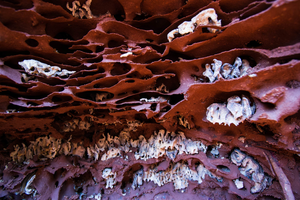 Fungus garden in termite nest
