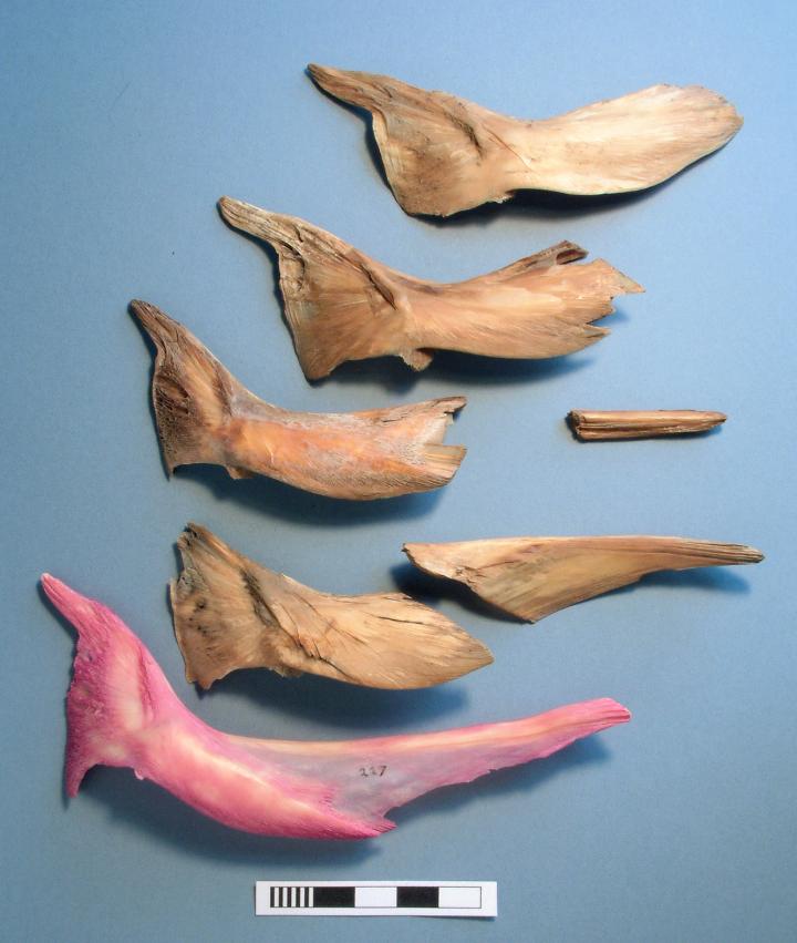 Cod Bones Recovered from the Mary Rose, with a Stained Modern Example for Comparison