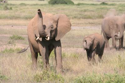 Bates et al. Elephants