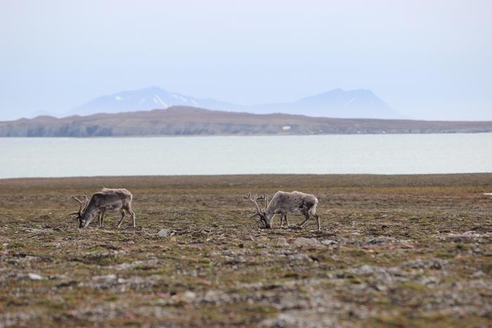 Reindeer in Svalbard