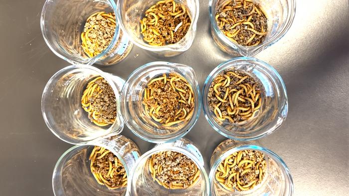 Mealworms feast on bran and microplastics