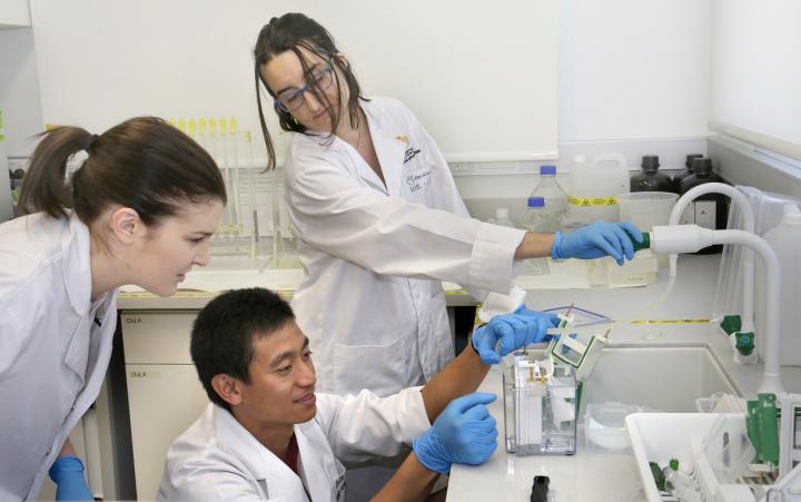 Too Much Sugar Doesn't Put the Brakes on Turbocharged Crops