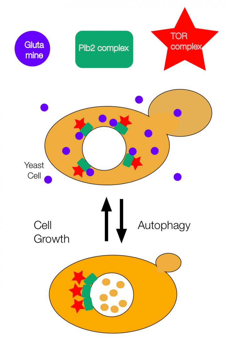 Fig1 Image Eurekalert Science News Releases