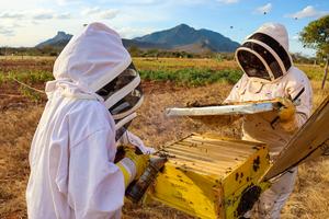 Honey harvesting in Kajire in Sagalla, Tsavo