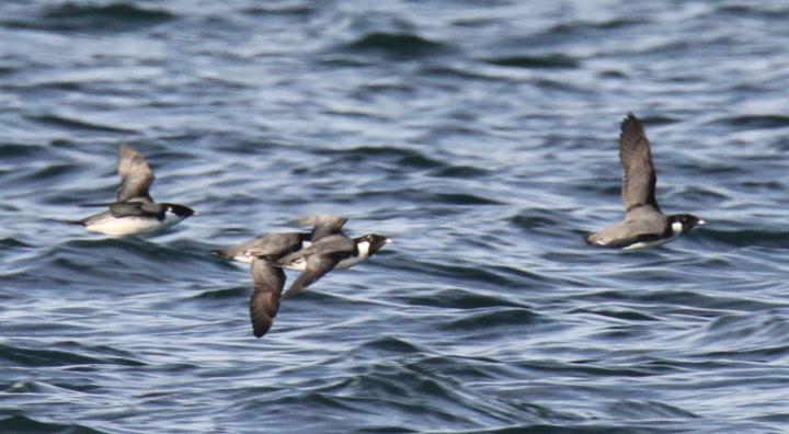Ancient Murrelets