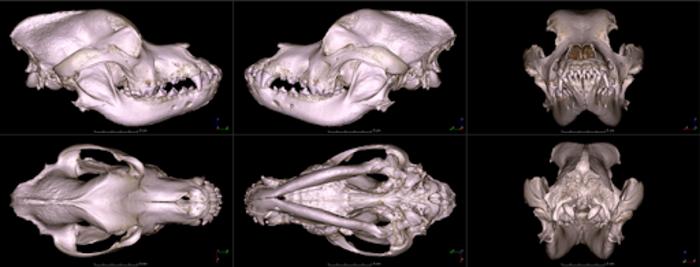 Skull of a Saint Bernard dog from different views