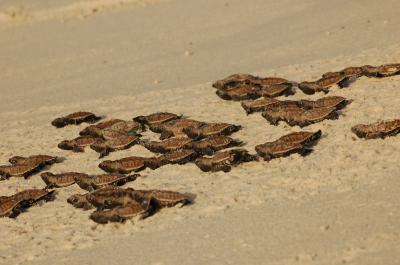 Hawksbill Turtle Hatchlings