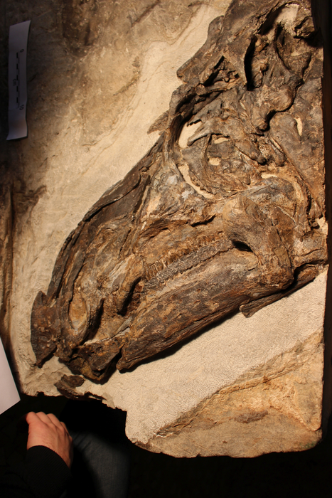 The skull of "Bruno"