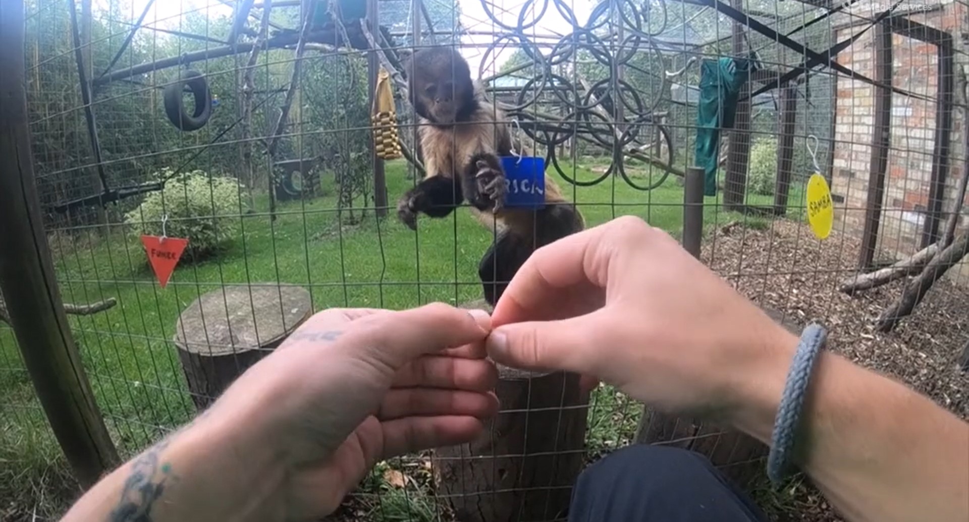 Capuchin 'real transfer'