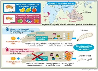 The Difference between Generalists and Specialists