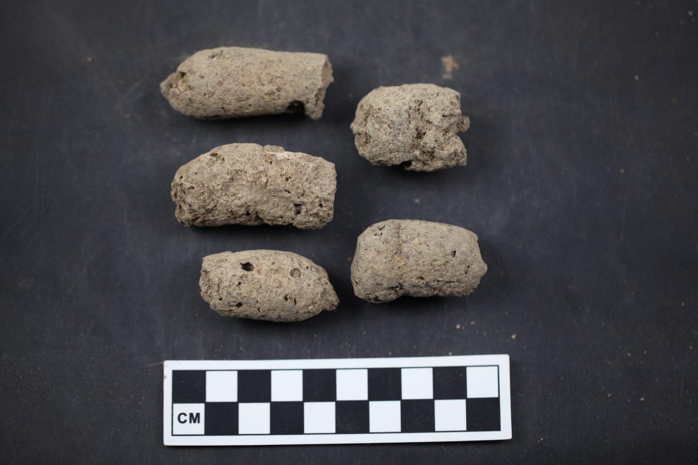 Coprolites