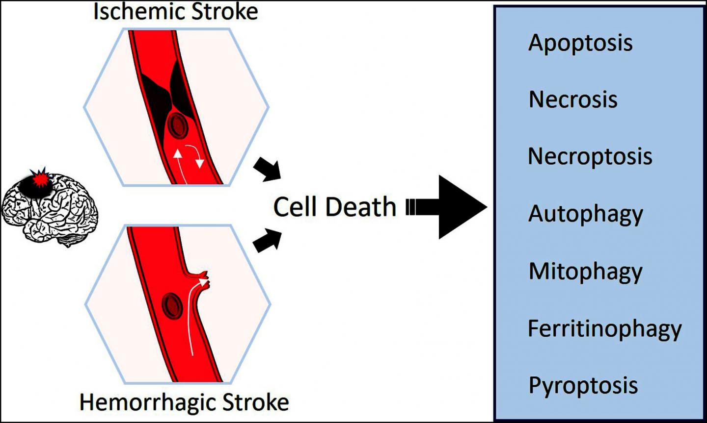 Cell Death Mechanisms in Stroke and Novel Molecular and Cellular Treatment Options