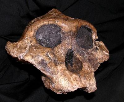 <i>Paranthropus boisei</i> Skull