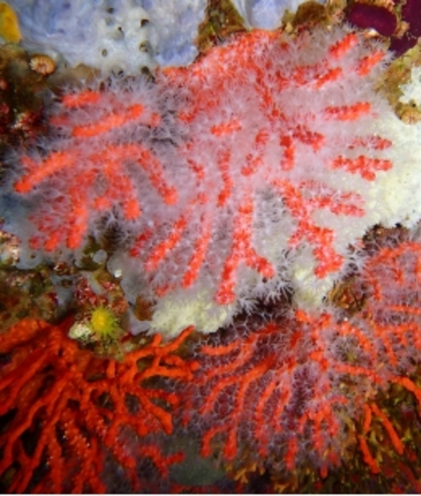 Heatwaves could reduce the survival of coral | EurekAlert!